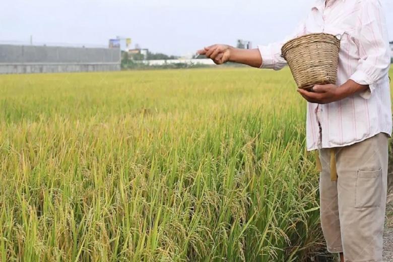 Правительство продлило временный запрет на вывоз риса